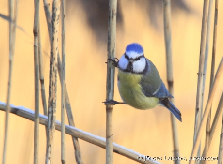 Blåmes Parus caeruleus 