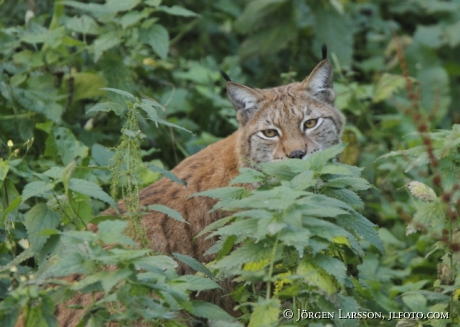 Lynx Sweden