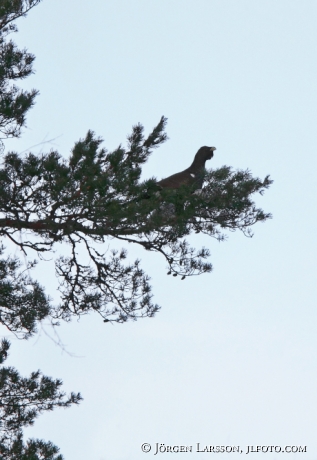 Tjäder i tall  Östergötland