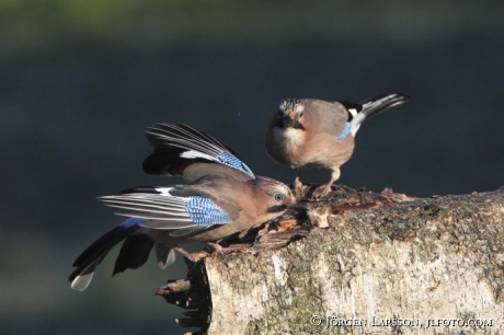 Nötskrika Garrulus glandarius