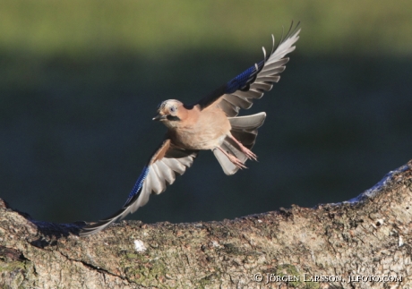 Nötskrika Garrulus glandarius