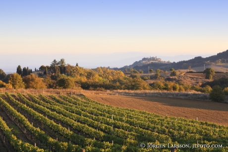 Vinodling Val d`Orcia Toscana Italien 