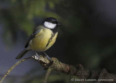 Talgoxe Parus major