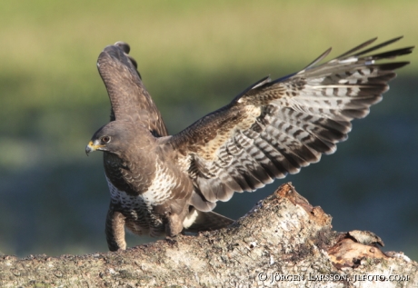 Ormvråk Buteo buteo  Södermanland Sverige