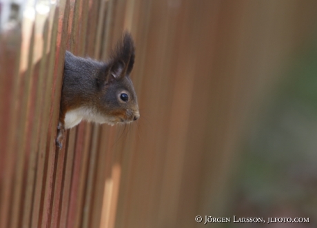 Squirrel sciurus vulgaris