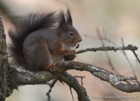 Squirrel sciurus vulgaris