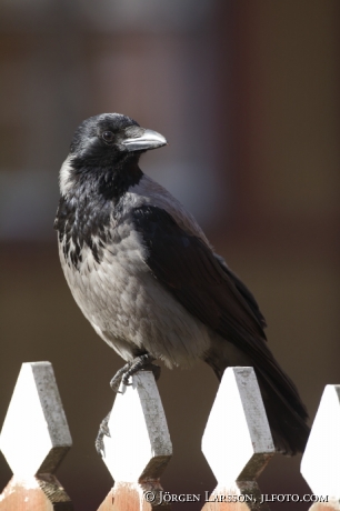 Kråka Corvus corone på staket 