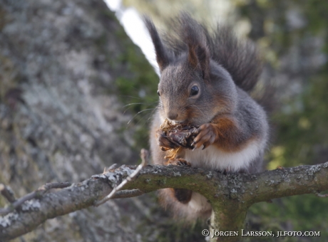 Squirrel sciurus vulgaris