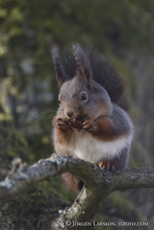 Squirrel sciurus vulgaris