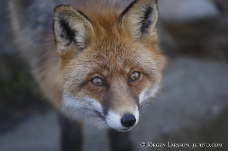 Red Fox 