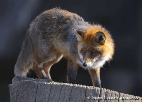 Red Fox 