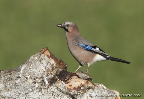 Nötskrika Garrulus glandarius