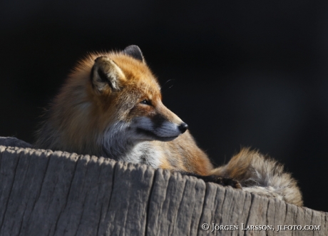 Red Fox 