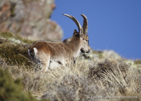 spansk stenbock  Capra pyrenaica Sierra Nevada 