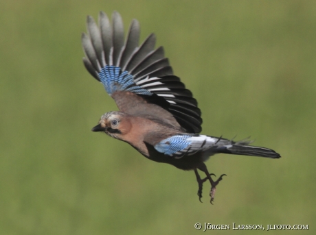 Nötskrika Garrulus glandarius