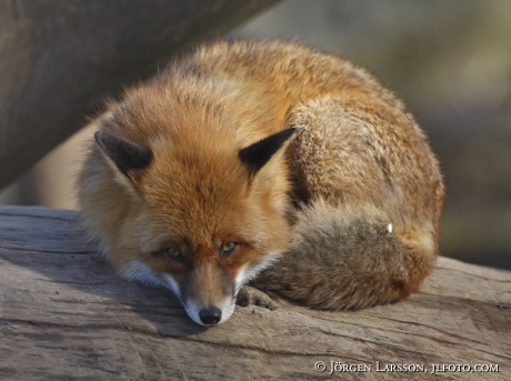 Red Fox 