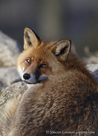 Fox vulpes vulpes