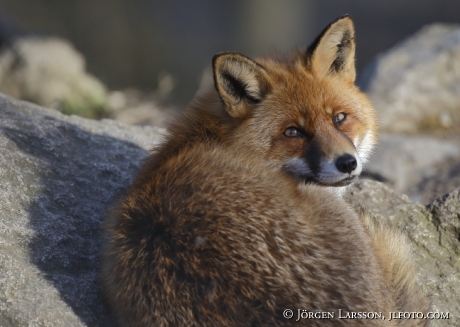 Red Fox 