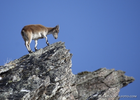 spansk stenbock  Capra pyrenaica Sierra Nevada 