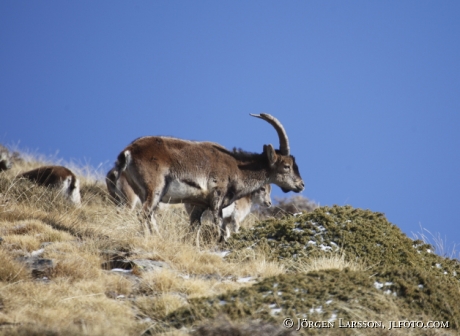 spansk stenbock  Capra pyrenaica Sierra Nevada 