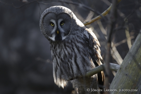 Lappuggla  Strix nebulosa