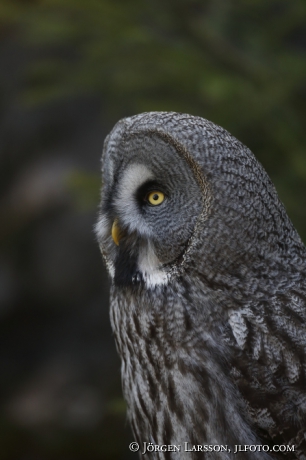 Lappuggla Strix nebulosa 