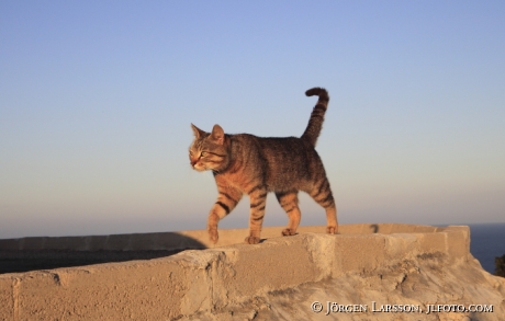 Katt vid Cap de Formentor Mallorca Spanien
