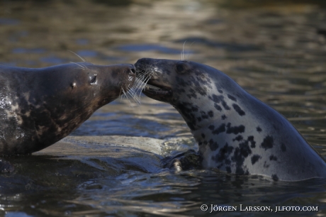 Grey seal Halichoerus grypus