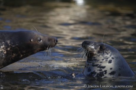 Grey seal Halichoerus grypus