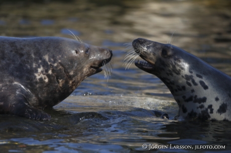 Grey seal Halichoerus grypus