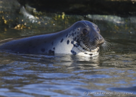 Grey seal Halichoerus grypus