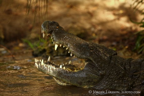 Krokodil Kenya