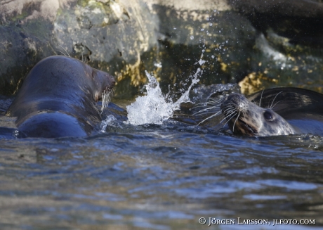 Grey seal Halichoerus grypus