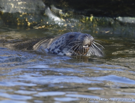 Grey seal Halichoerus grypus