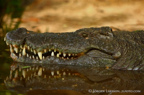 Krokodil Kenya