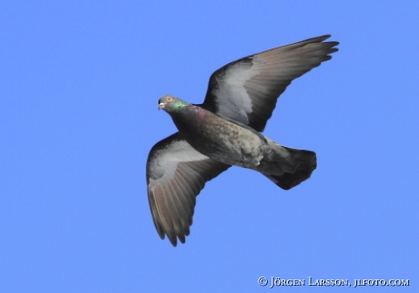 Klippduva (Columba livia)