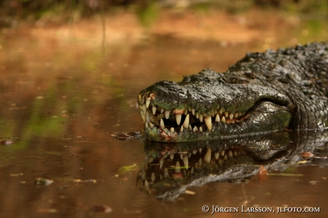 Krokodil Kenya