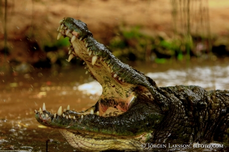 Krokodil Kenya