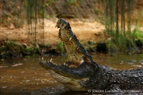 Krokodil Kenya