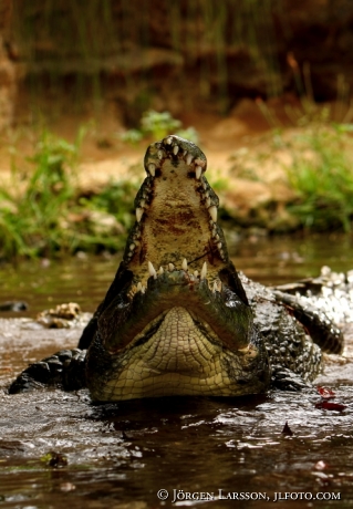 Krokodil Kenya