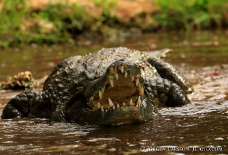 Krokodil Kenya