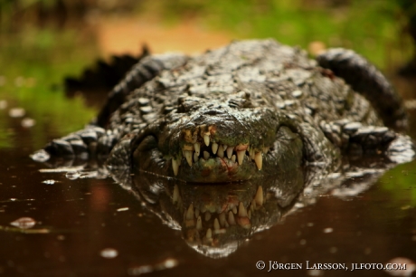 Krokodil Kenya