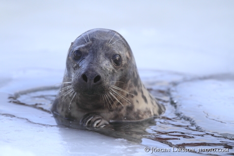 Gråsäl Halichoerus grypus