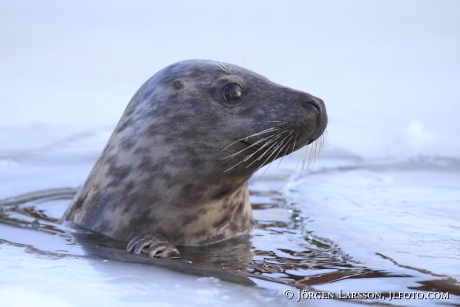  Gråsäl Halichoerus grypus