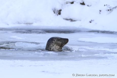 Gråsäl Halichoerus grypus