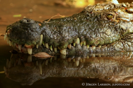 Krokodil Kenya