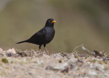 Koltrast Turdus merula