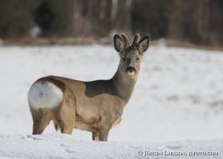 Roe dear Sodermanland Sweden