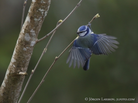 Blåmes Parus caeruleus