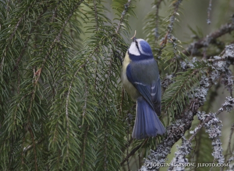 Blåmes Parus caeruleus